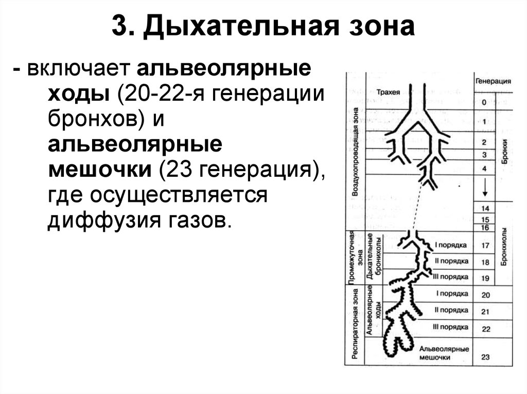 Воздухоносные пути по схеме вейбеля насчитывают порядка ов