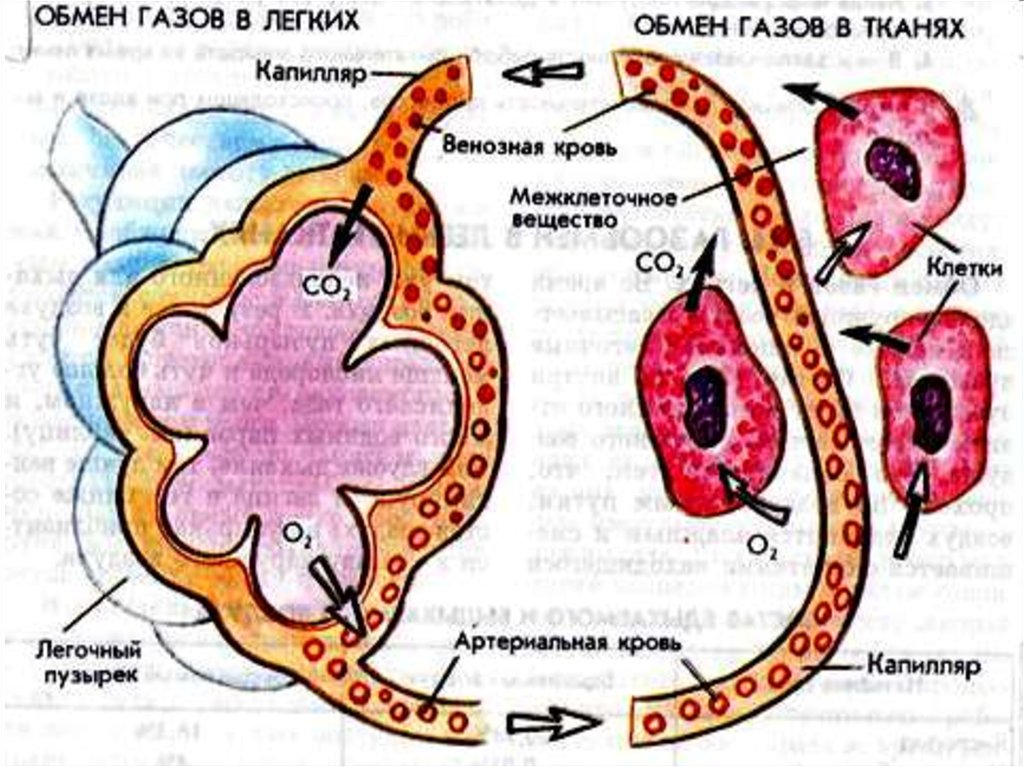 Легкие функцию газообмена. Газообмен в легких транспорт газов кровью газообмен в тканях. Легочное и тканевое дыхание схема. Физиология дыхания газообмен в легких и тканях. Обмен кислорода в легких и тканях.