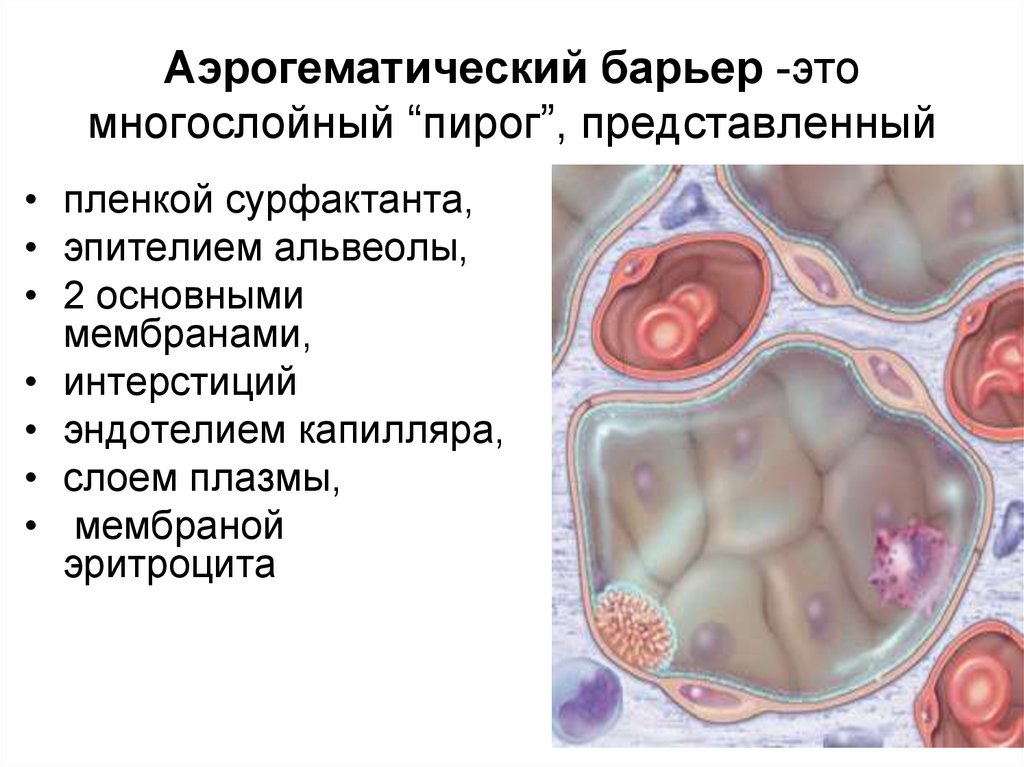 Аэрогематический барьер презентация