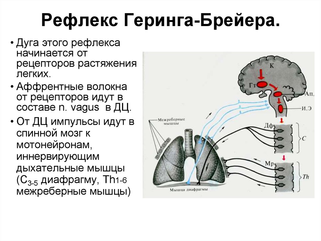 Кашлевой рефлекс какой отдел мозга. Рефлекторная регуляция дыхания рефлекс Геринга. Роль блуждающего нерва в регуляции дыхания рефлекс Геринга Брейера. Физиология дыхания рефлекс Геринга. Рефлекторная дуга легочной регуляции.