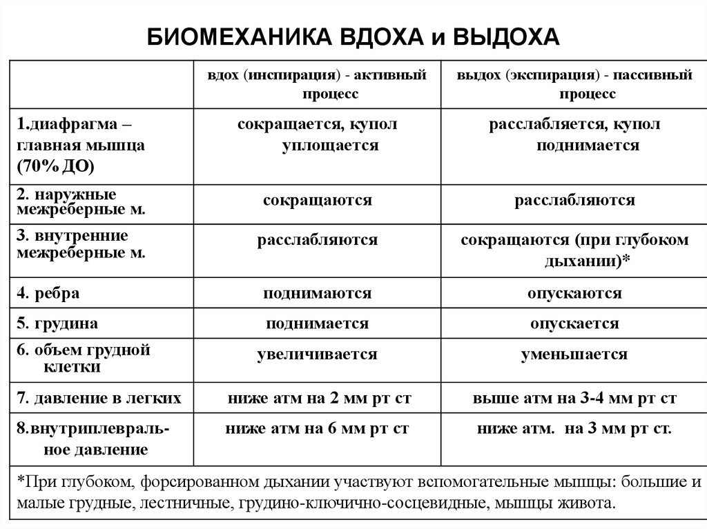 Схема механизма дыхания