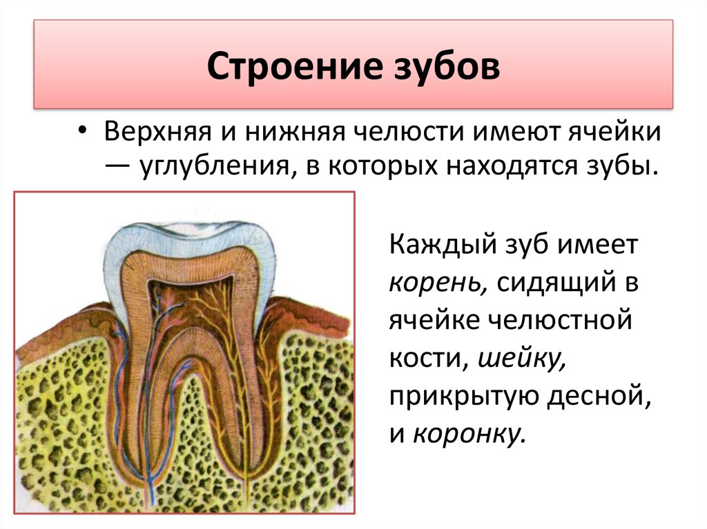 Какую функцию выполняет шейка зуба. Строение зуба человека. Строени ЕЗКБА. Структура зуба.