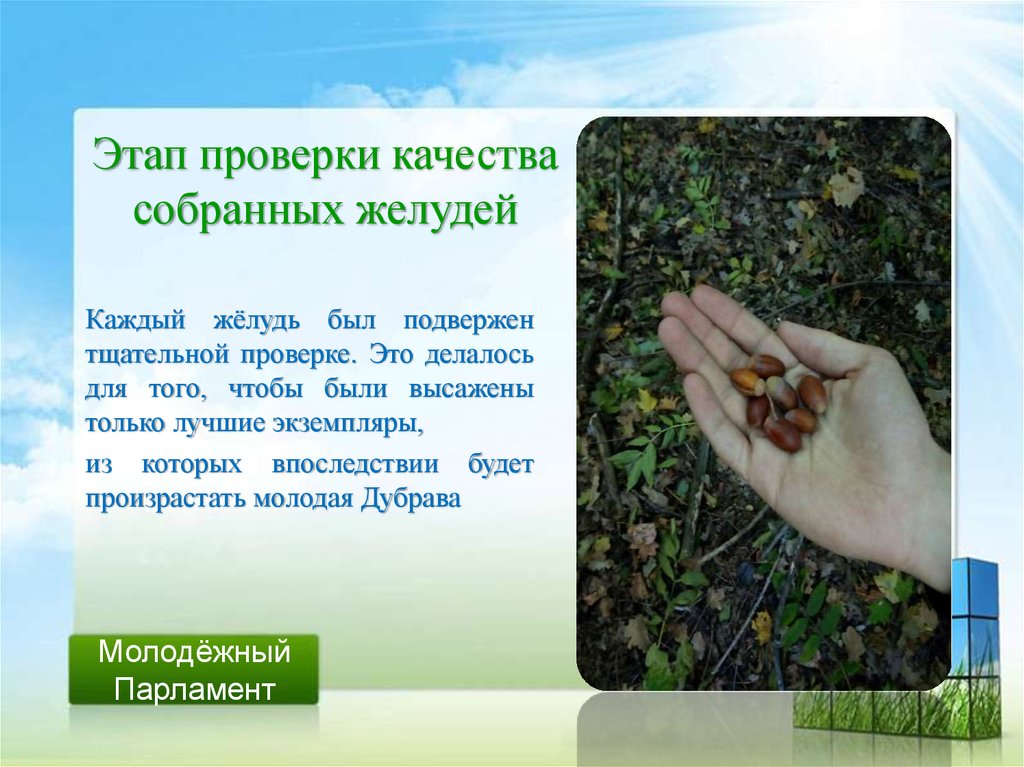 Этап проверки качества собранных желудей