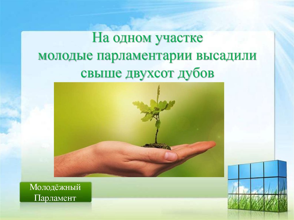 На одном участке молодые парламентарии высадили свыше двухсот дубов