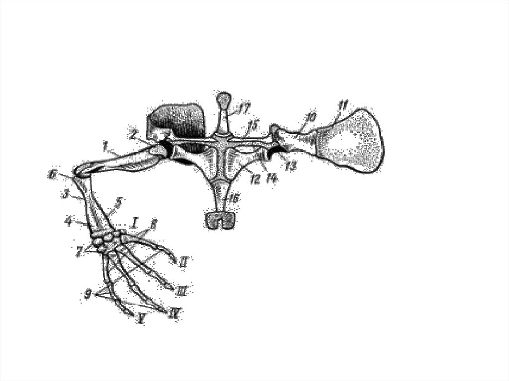 Скелет передних конечностей лягушки. Скелет лягушки пояс задних конечностей. Плечевой пояс амфибий. Плечевой пояс и передняя конечность лягушки. Строение плечевого пояса лягушки.