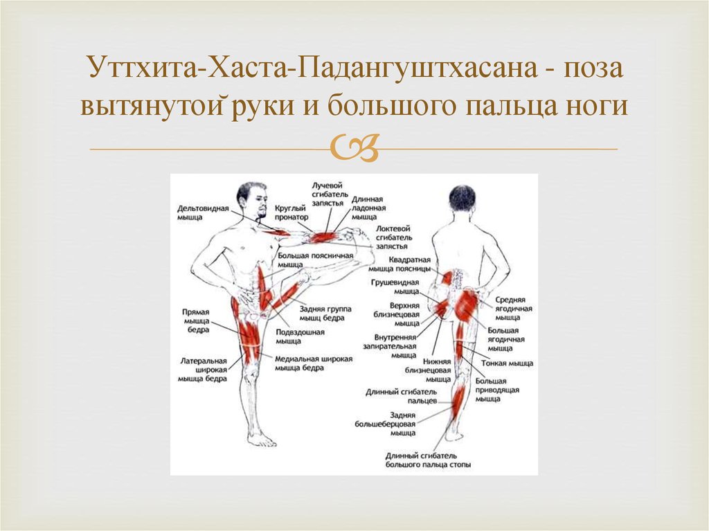 Уттхита хаста падангуштхасана. Уттхита Паршва Падангуштхасана. Уттхита Хаста Падангуштхасана 1 и 2. Урдхва Падангуштхасана. Уттхита Хаста Падангуштхасана мышцы.