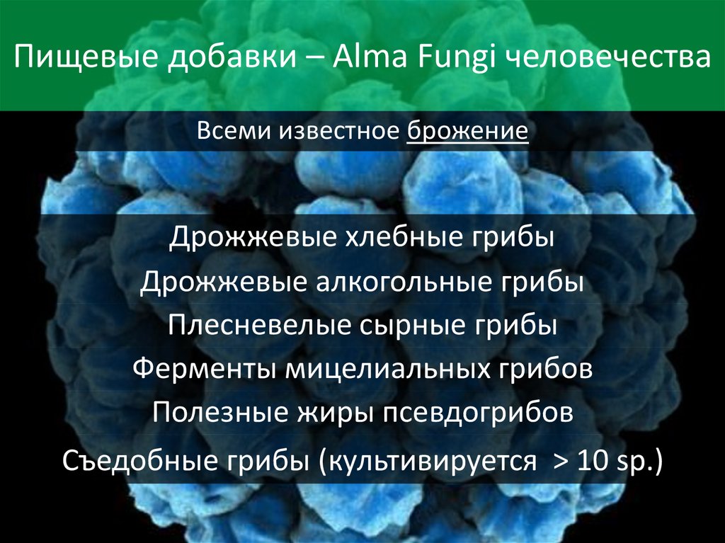 Пищевые добавки – Alma Fungi человечества