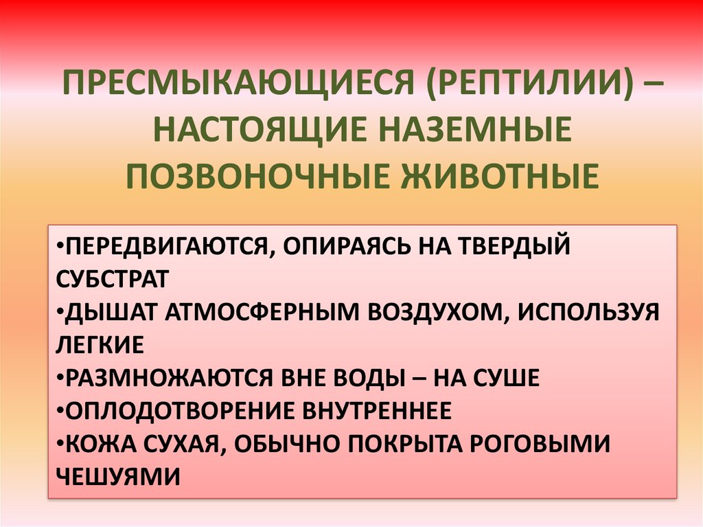 Пресмыкающиеся настоящие наземные позвоночные