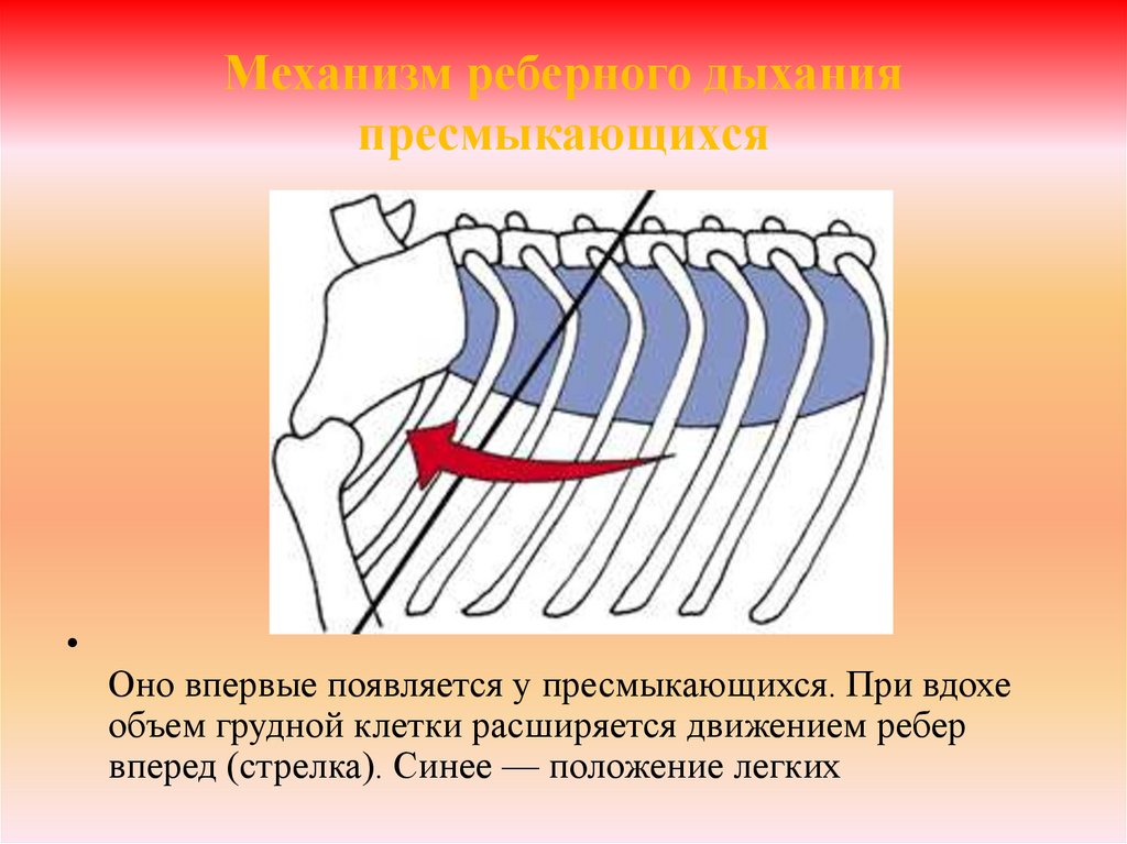 Система впервые появляется у. Механизм дыхания пресмыкающихся. Механизм дыхательных движений у рептилий. Тип дыхания рептилий. У пресмыкающихся реберное.