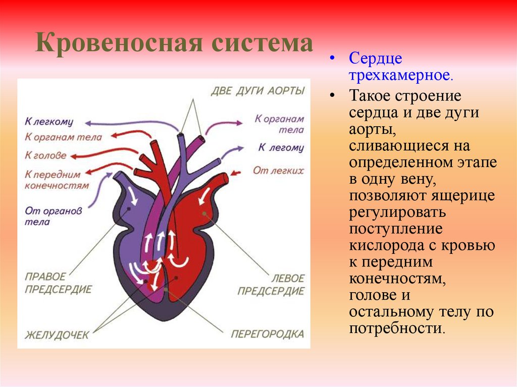 У земноводных сердце трехкамерное с неполной перегородкой. Кровеносная система. Трехкамерное сердце.