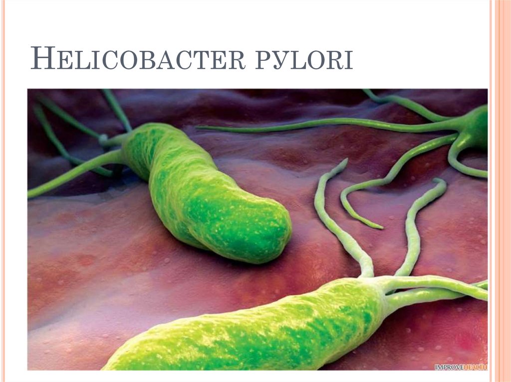 Helicobacter pуlori