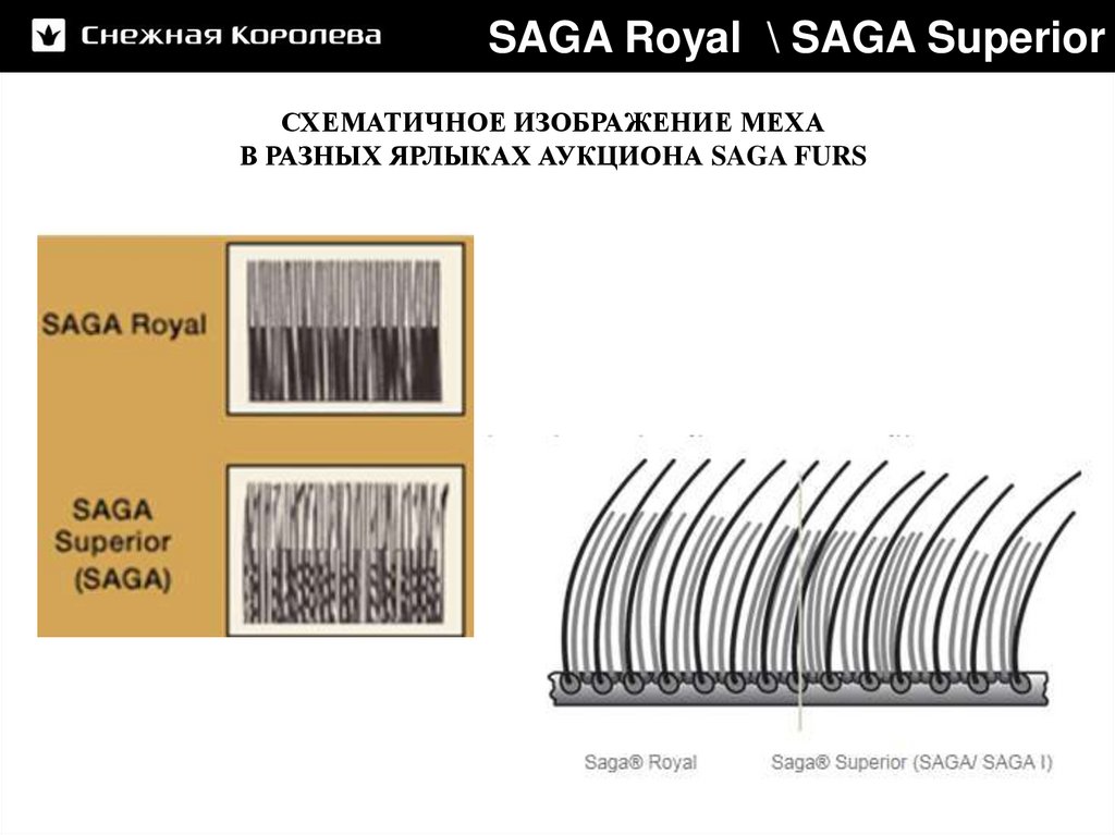 SAGA Royal \ SAGA Superior