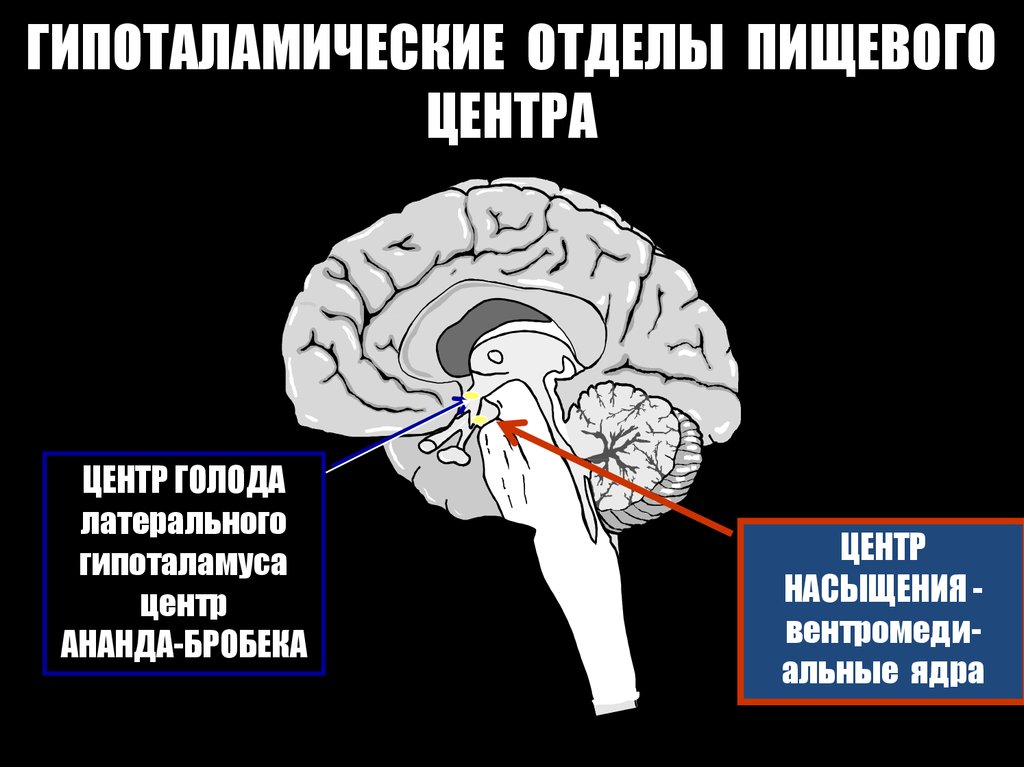 Центр голода в головном мозге. Центр голода и насыщения. Гипоталамус центр голода и насыщения. Центр сытости в мозге. Центр аппетита в головном мозге.