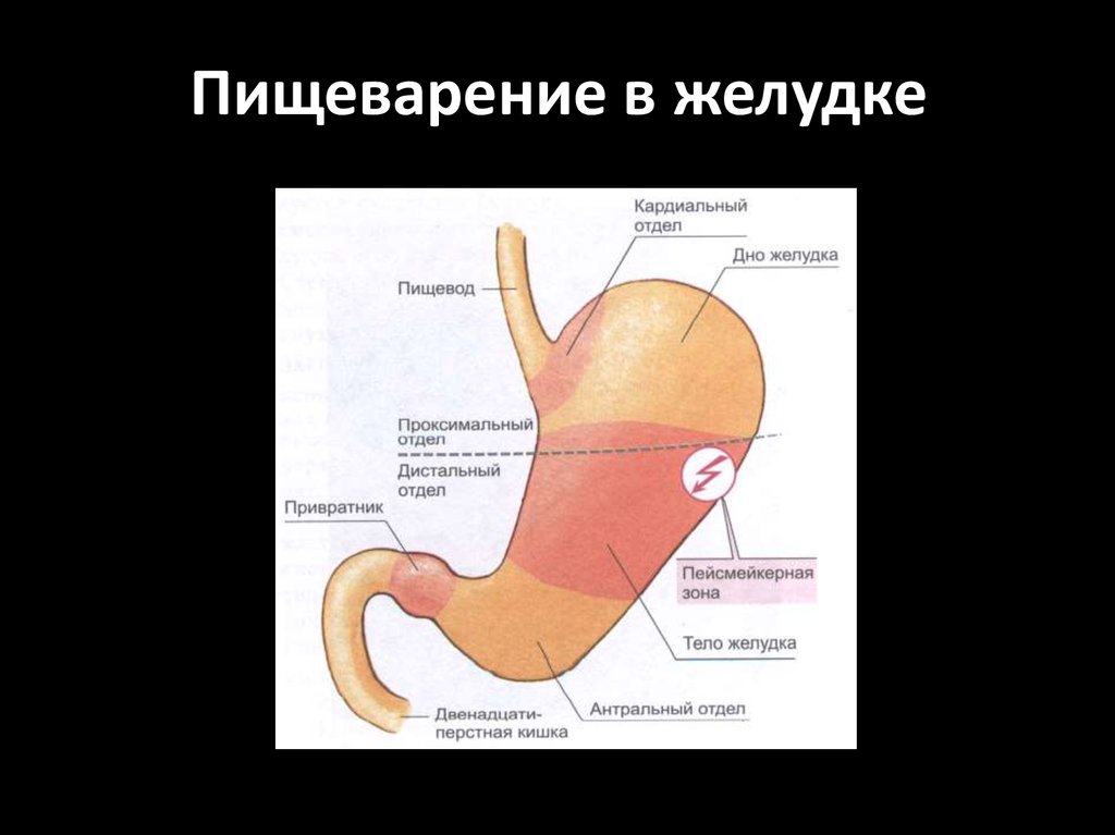 Строение желудка пищеварение в желудке. Желудок анатомия и физиология человека. Физиология пищеварения в желудке и кишечнике. Схема пищеварения нормальная физиология.