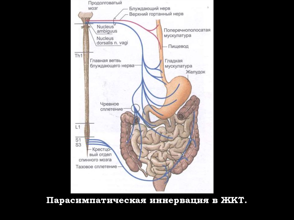 Нисходящий нерв. Парасимпатическая иннервация желудочно-кишечного тракта. Иннервация желудочно-кишечного тракта физиология. Иннервация пищеварения. Схема иннервации желудочно кишечного тракта.