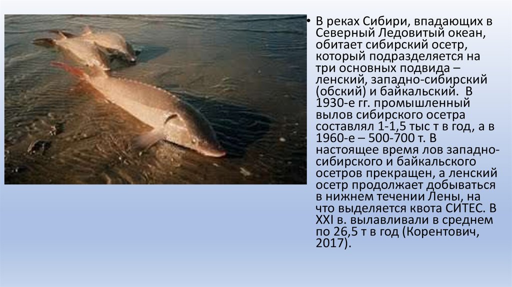 Рыбы северного океана. Сибирский осётр (Западносибирский (Обский) подвид). Рыбы Северного Ледовитого. Рыбы Северного Ледовитого океана. Какая рыба водится в Ледовитом океане.