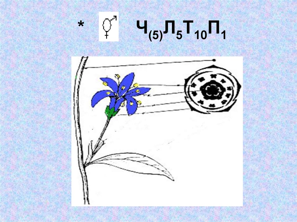5 цветок какого из растений изображенных на рисунке имеет формулу ч5л5тxп1