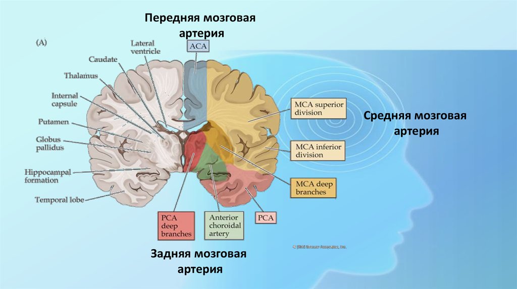 Артерии среднего мозга. Передняя мозговая артерия. Средняя мозговая артерия. Сегменты средней мозговой артерии мрт. Сегменты средней мозговой артерии на кт.