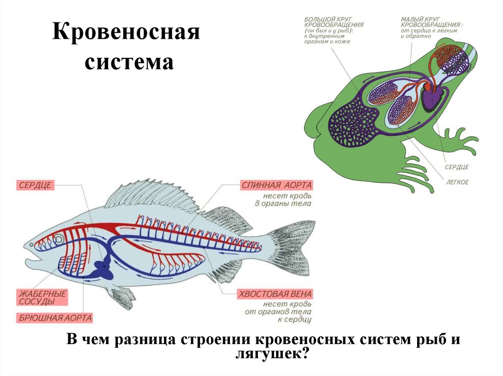 Животное имеет один круг кровообращения. Сравнить кровеносную систему рыб и земноводных. Кровеносная система рыб и амфибий. Строение кровеносной системы рыб и земноводных. Сравнение кровеносной системы рыб и земноводных.