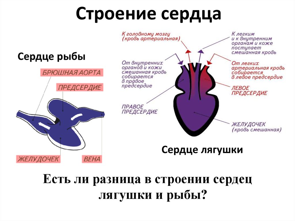 Двухкамерное сердце. Строение сердца лягушки. Схема строения сердца земноводных. Строение сердца земноводных. Схема строения сердца амфибий.