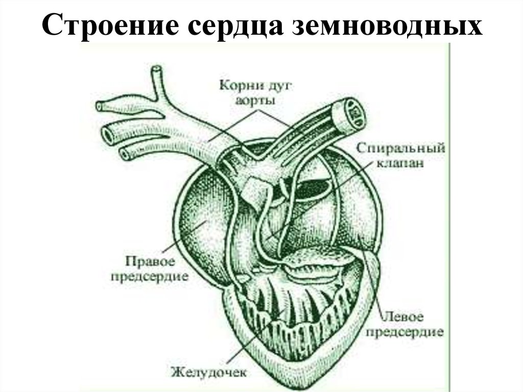 Схема строения сердца земноводных