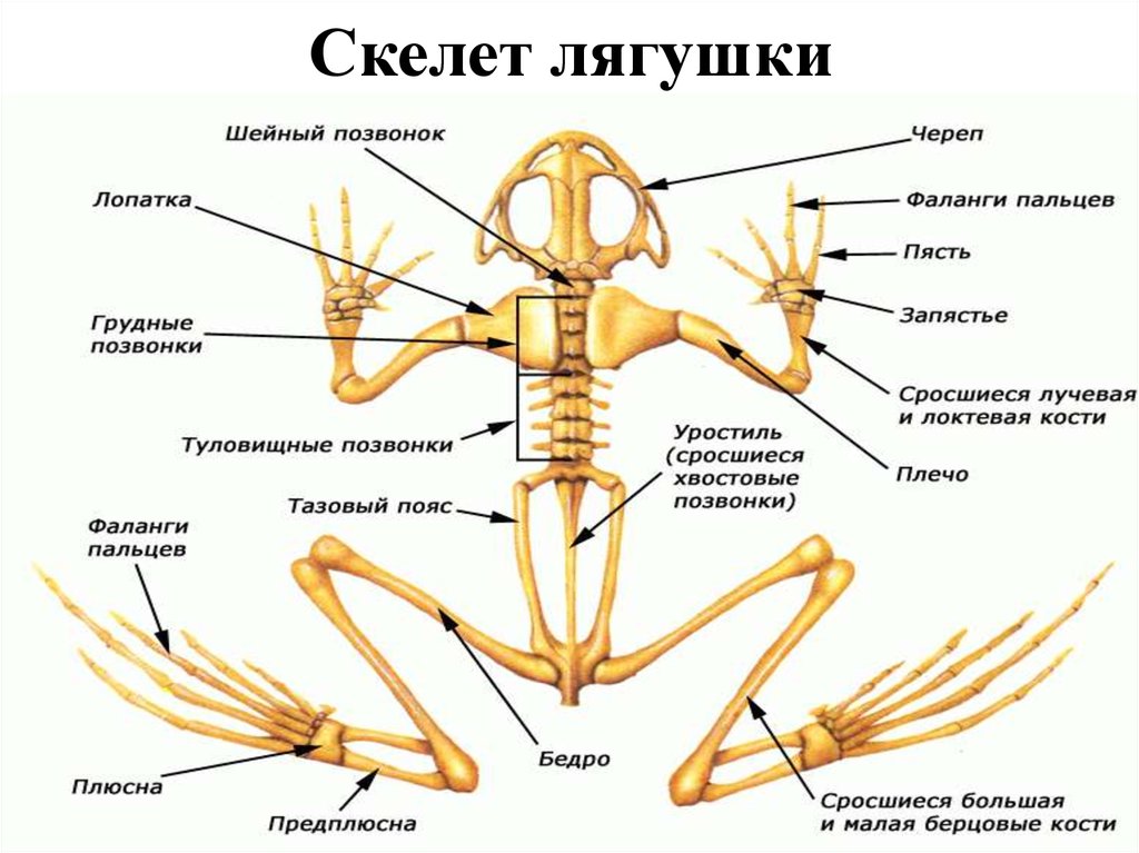Скелет лягушки позвоночник. Земноводных строение отделов скелета. Опорно двигательная система лягушки скелет. Кости и отделы скелета лягушки. Скелет лягушки шейный отдел.