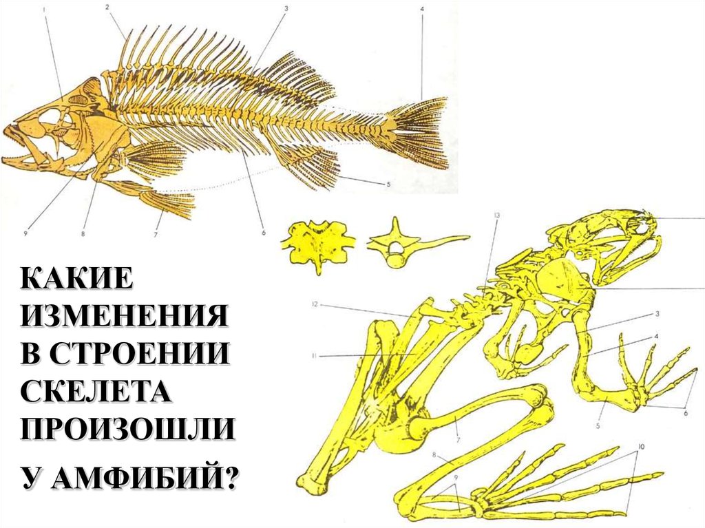 Класс земноводные скелет