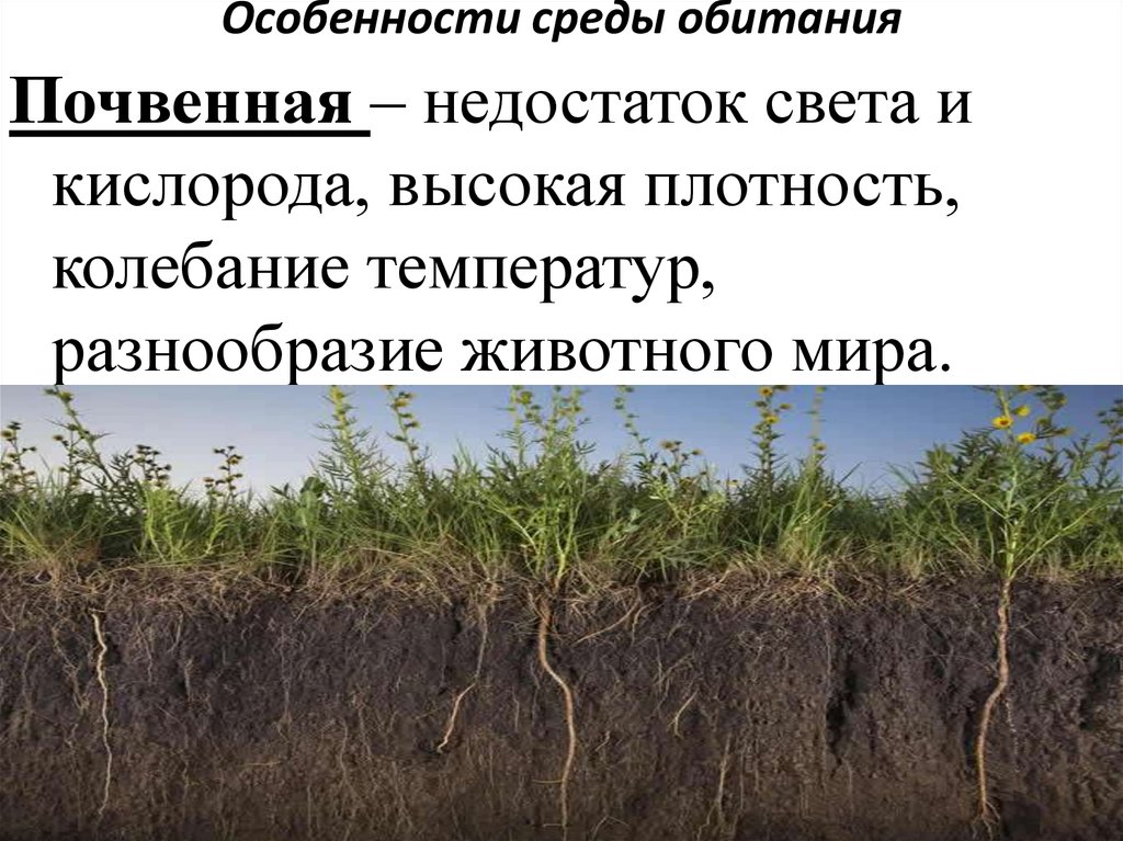 Как живые организмы обитают в почве. Свойства почвенной среды обитания. Особенности животных почвенной среды обитания. Починная среда обитания. Среды обитания почвенная среда.