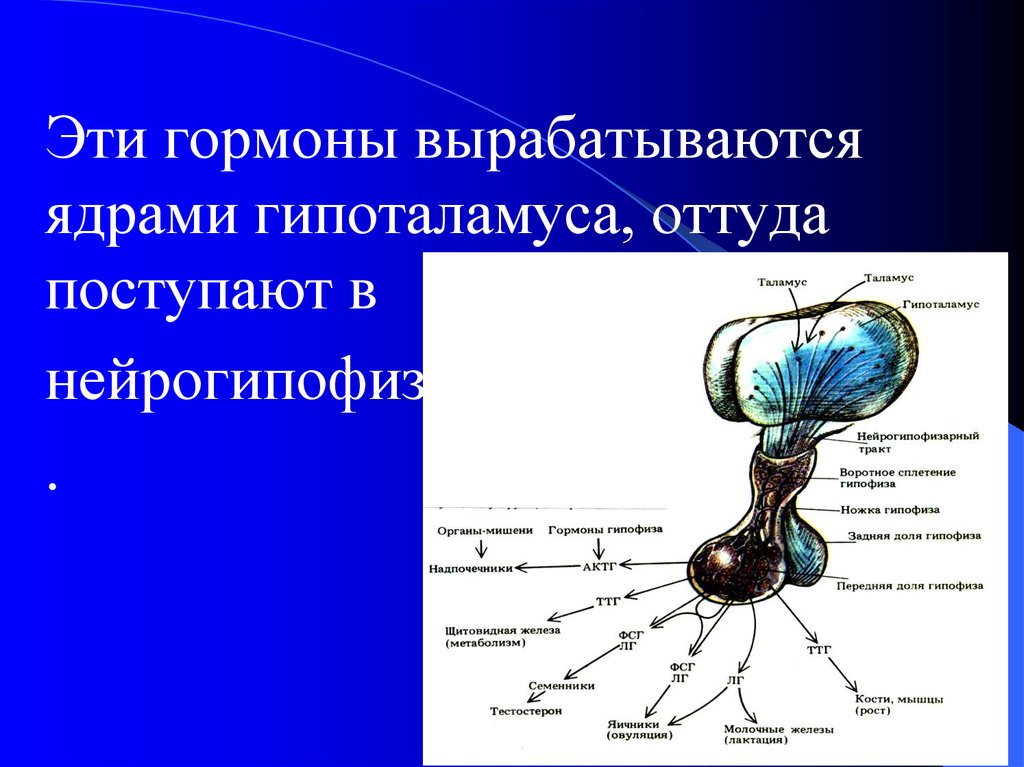 В гипофизе синтезируется гормон