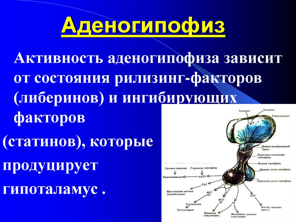 Аденогипофиз. Строение аденогипофиза. Средняя часть аденогипофиза гормоны. Роль аденогипофиза.