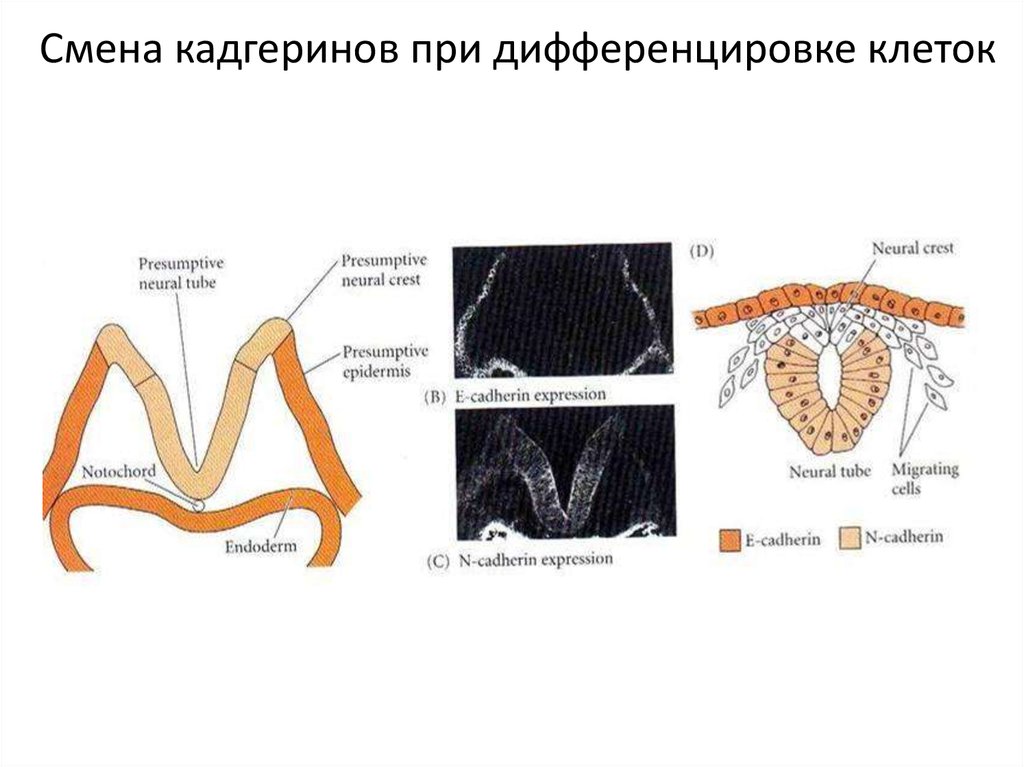 Дифференцировка на слои