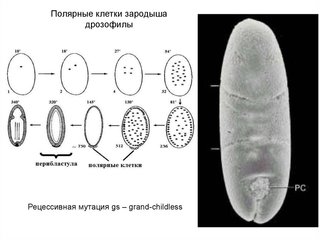 Зародышевые клетки. Полярные клетки зародыша. Полярные клетки это. Полярная дифференцировка клето. Дифференцировка клеток зародыша.