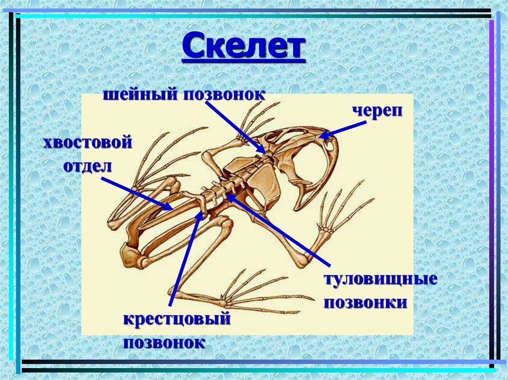 Скелет земноводных схема биология 7 класс таблица