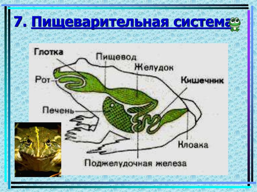 Половая система класс земноводные. Пищеварительная система амфибий. Земноводные пищеварительная система. Пищеварительная система земноводных. Половая система амфибий.