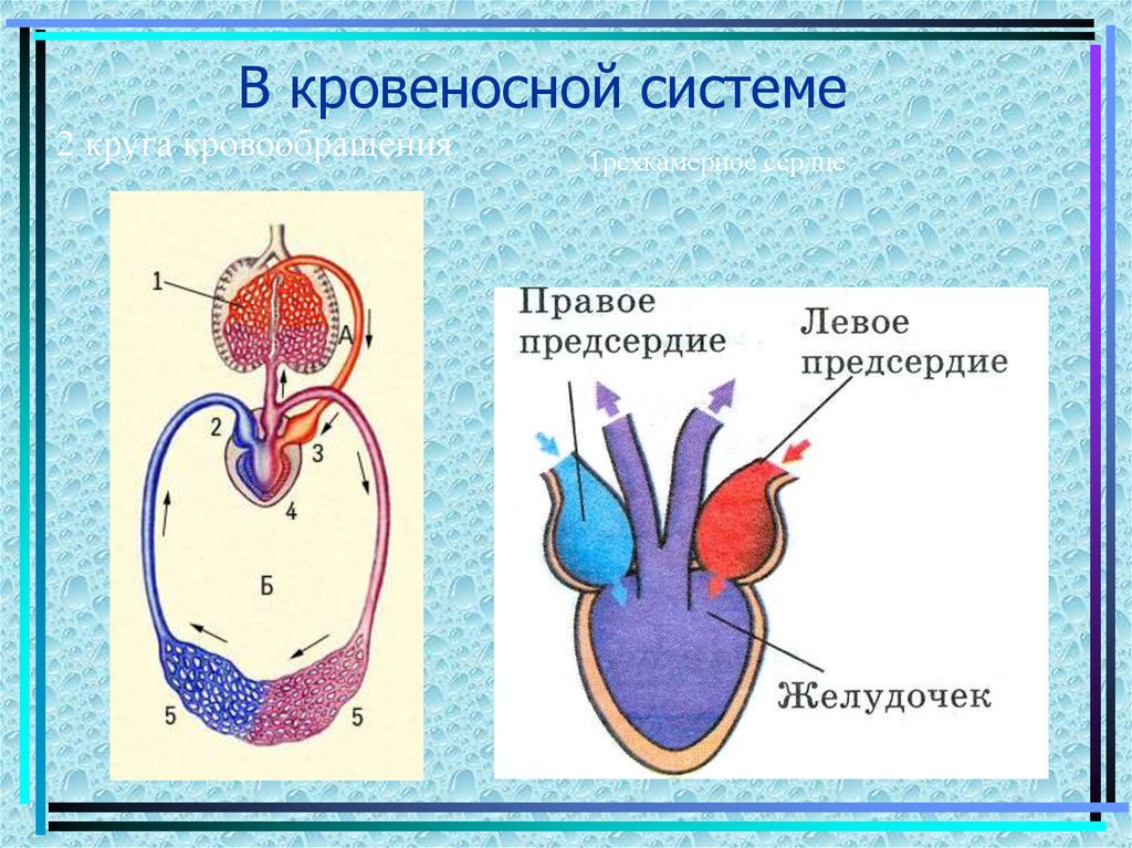 Кровеносная система птиц замкнутая. Кровеносная система земноводных. Кровеносная система амфибий схема. Кровеносная система человека замкнутая трехкамерная. Сердце трёхкамерное два круга кровообращения 11 букв.