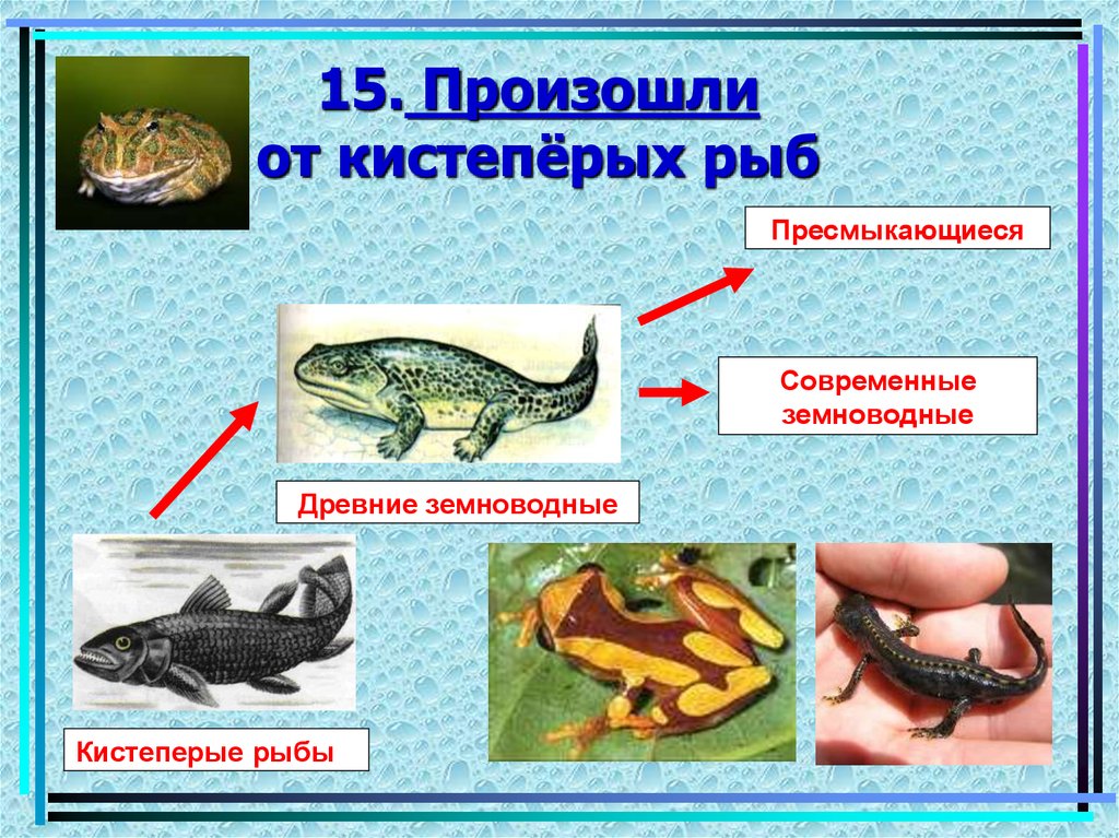 Отличие рептилий от земноводных. Происхождение земноводных. Современные пресмыкающиеся произошли от. Класс пресмыкающиеся представители. Земноводные рыбы.