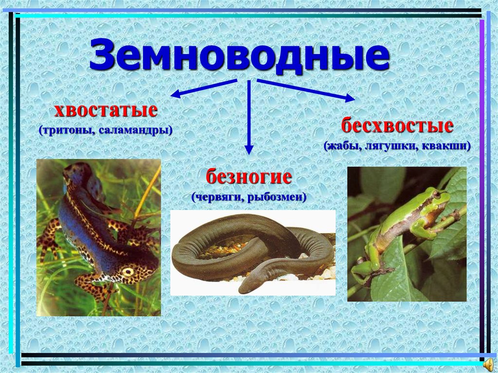 Презентация земноводные для дошкольников