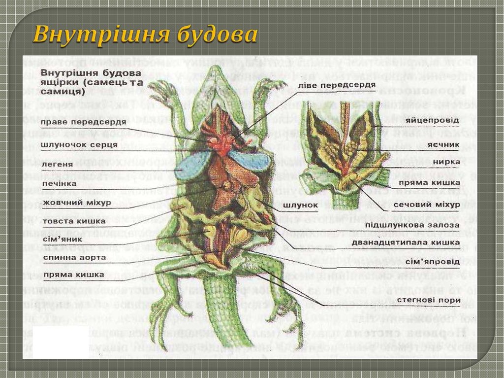 Рисунок вскрытой ящерицы