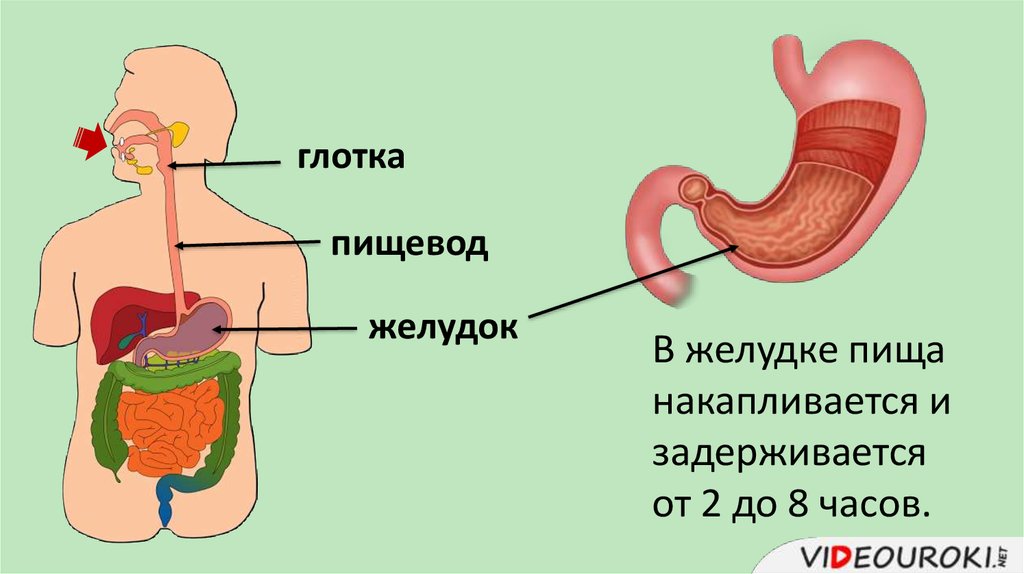 Глоток главный. Пищеварение в ротовой полости и в желудке. ЖКТ процесс пищеварения.