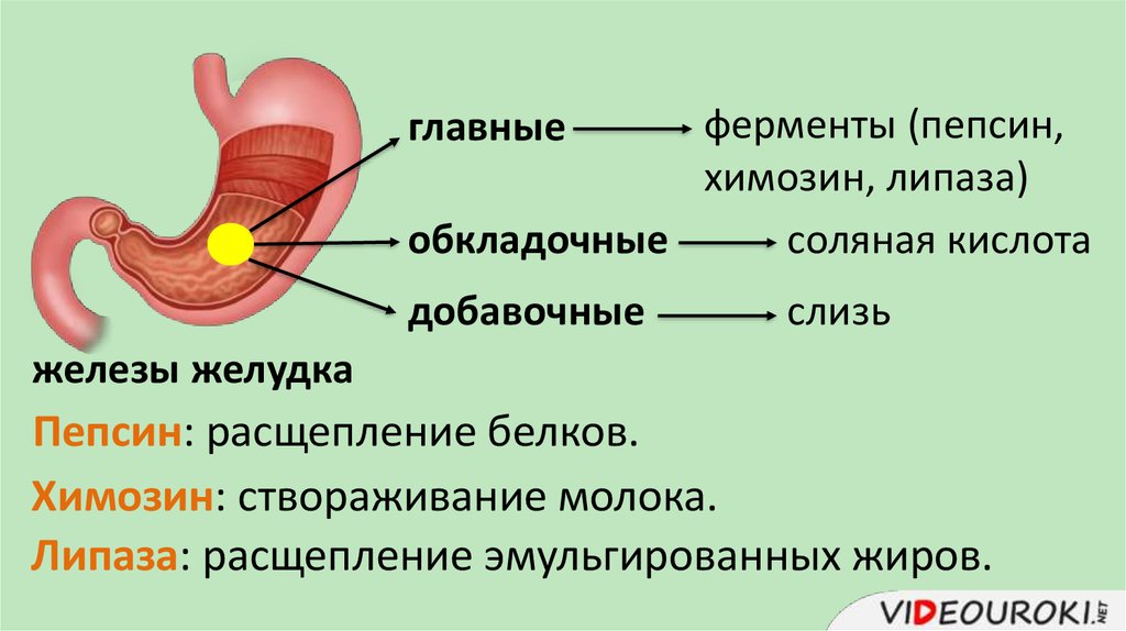 Пищеварительные ферменты и их роль в пищеварении презентация