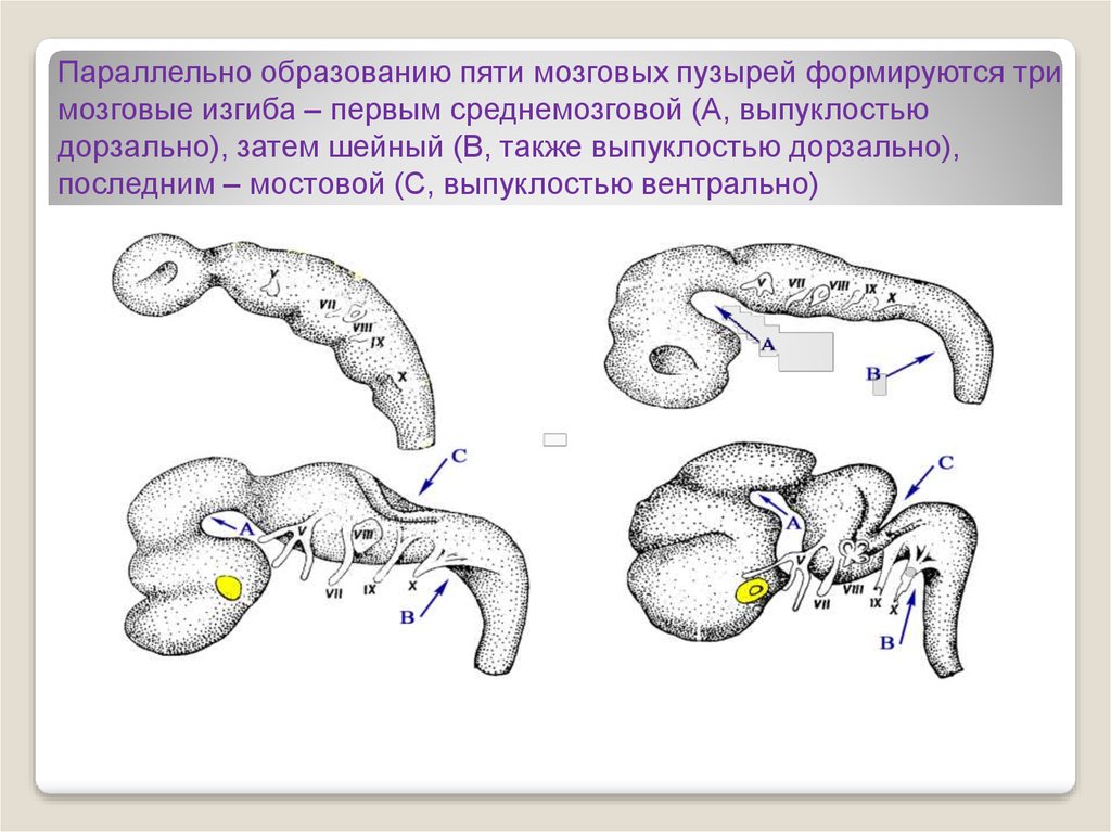 Стадия пяти мозговых пузырей. Образование мозговых пузырей. Стадия 3 мозговых пузырей. Стадия трех мозговых пузырей схема. Стадия 5 мозговых пузырей.