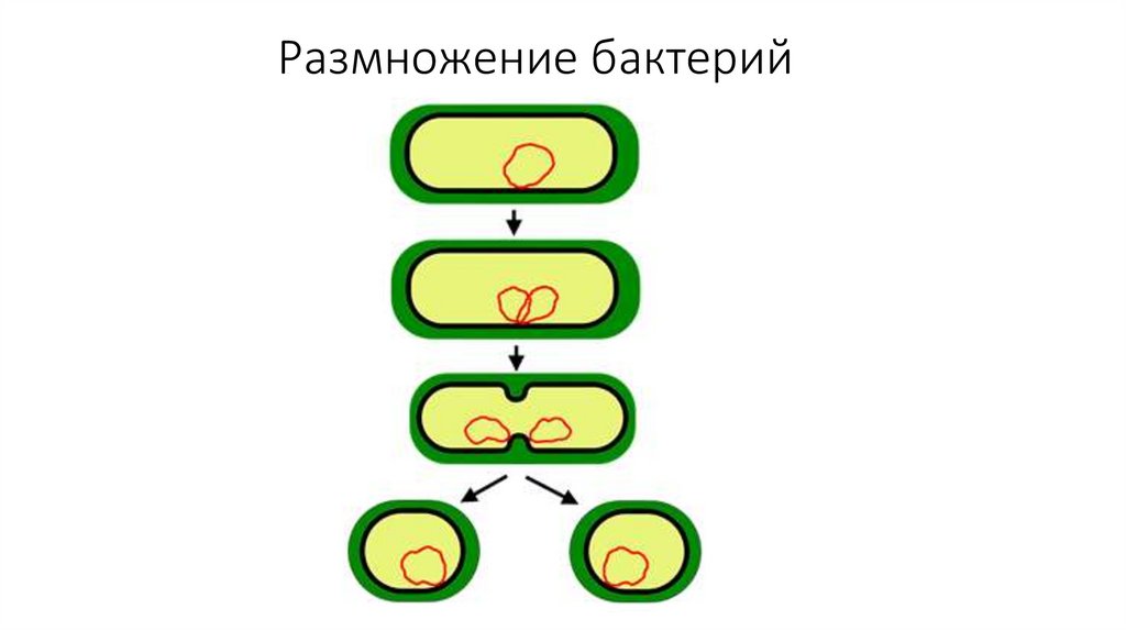 Прямым бинарным делением клетки. Деление бактериальной клетки рисунок. Размножение бактерий схема. Метод размножения бактерий микробиология. Размножение бактериальной клетки рисунок.