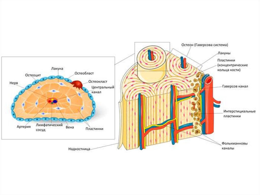 Строение остеона рисунок с подписями
