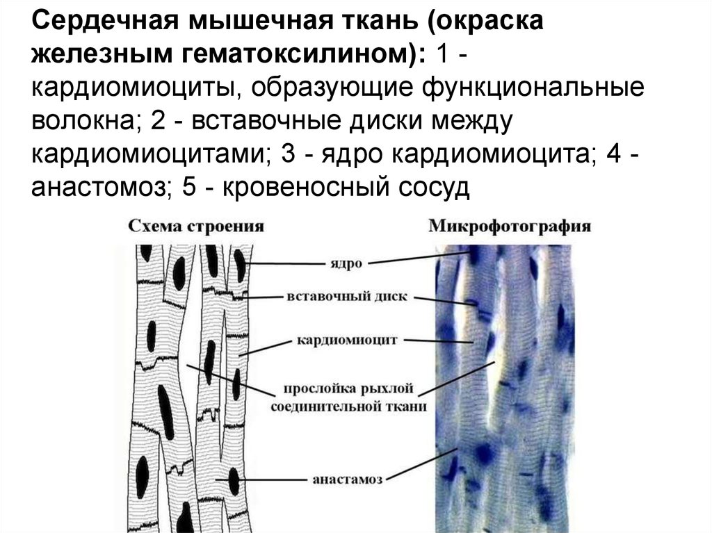 Развитие тканей