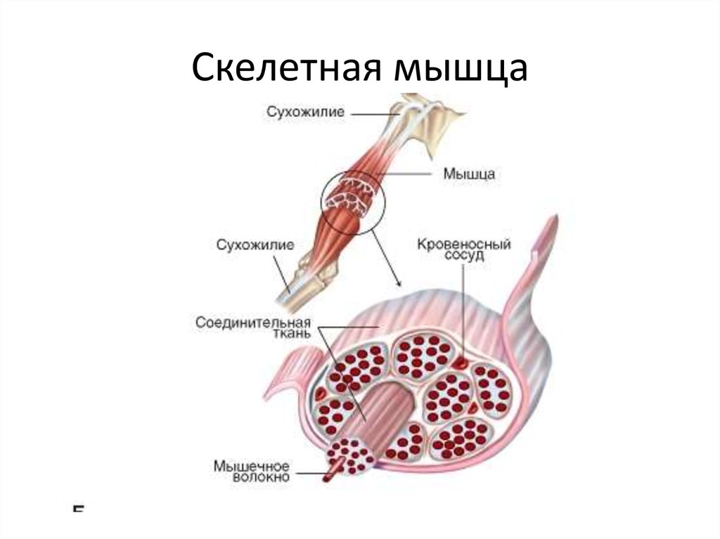 Составляет скелетную мускулатуру