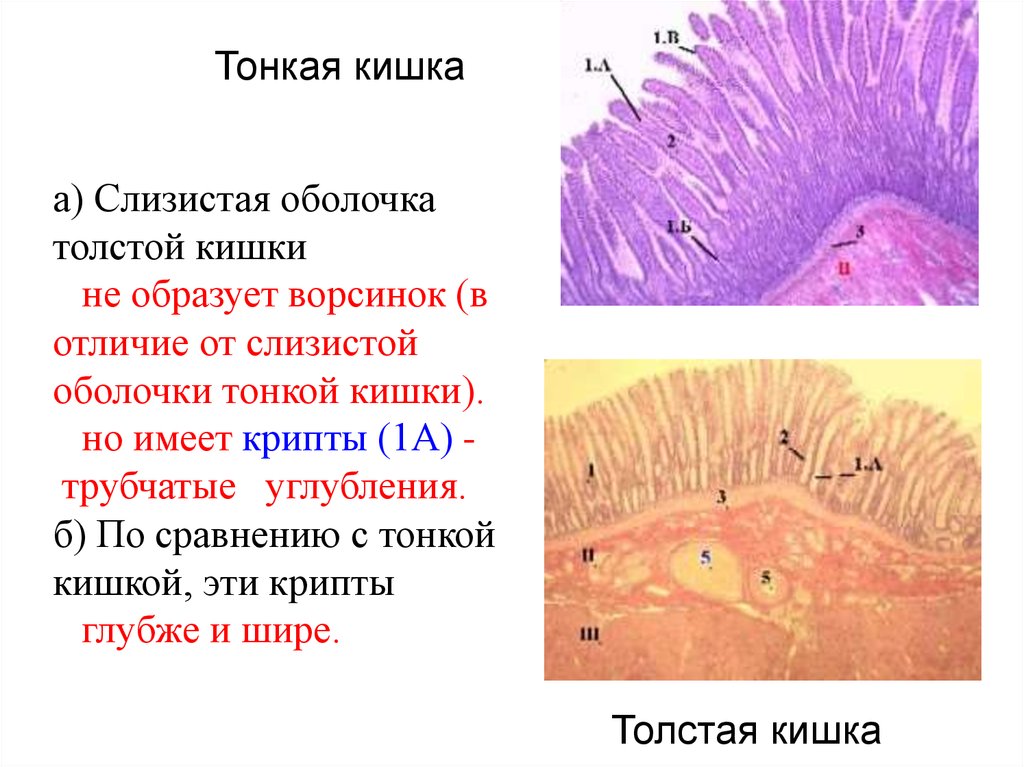 Мерцательный эпителий препарат