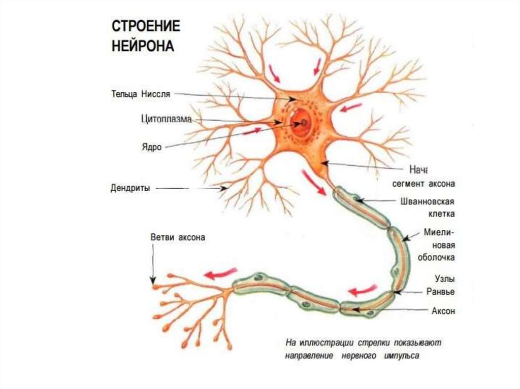 Короткие аксоны сильно ветвятся. Строение нейрона дендриты Аксон. Строение нейрона. Отростки. Дендрит. Нервная система строение нейрона. Строение ядра нейрона.