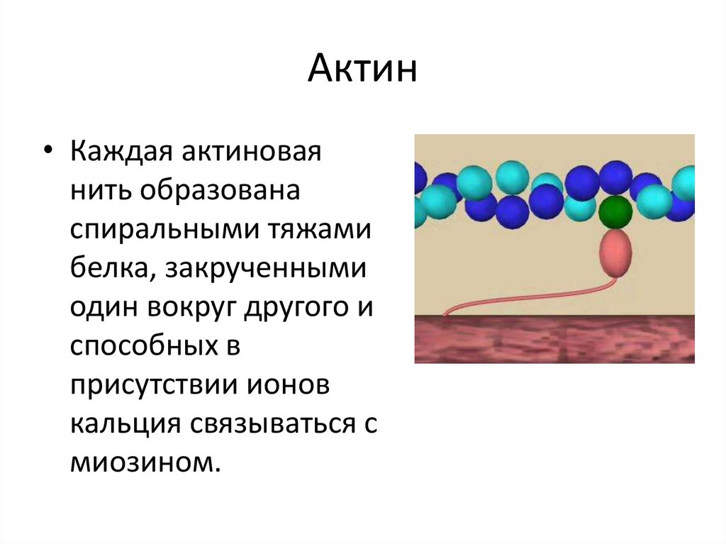 Актин входит в состав. Актин структура белка. Строение нити актина. Белок актин. Актин строение и функции.