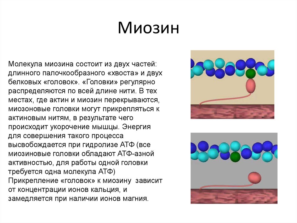 Состоит из актина и миозина