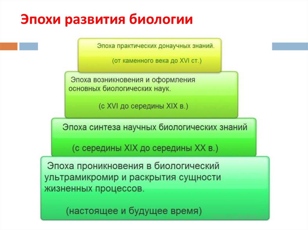 Тема развитие биологии. Этапы развития биологии. История развития биологии. Этапы история биологии. Исторические этапы развития биологии.